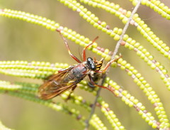 Daptolestes