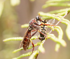 Daptolestes