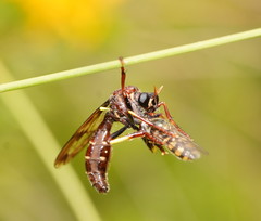 Daptolestes