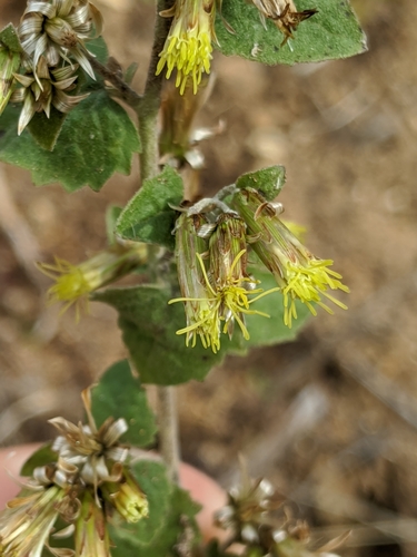 California brickellbush (Brickellia californica)