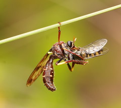 Daptolestes
