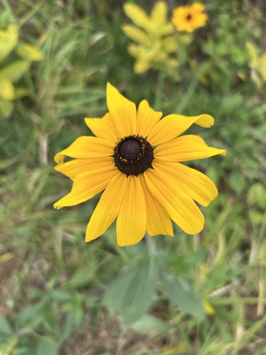 Rudbeckia