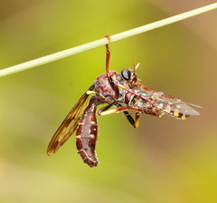 Daptolestes