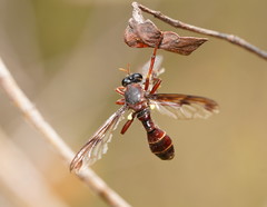 Daptolestes