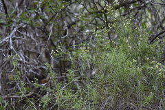 Baccharis texana
