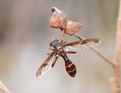 Daptolestes