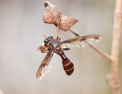 Daptolestes