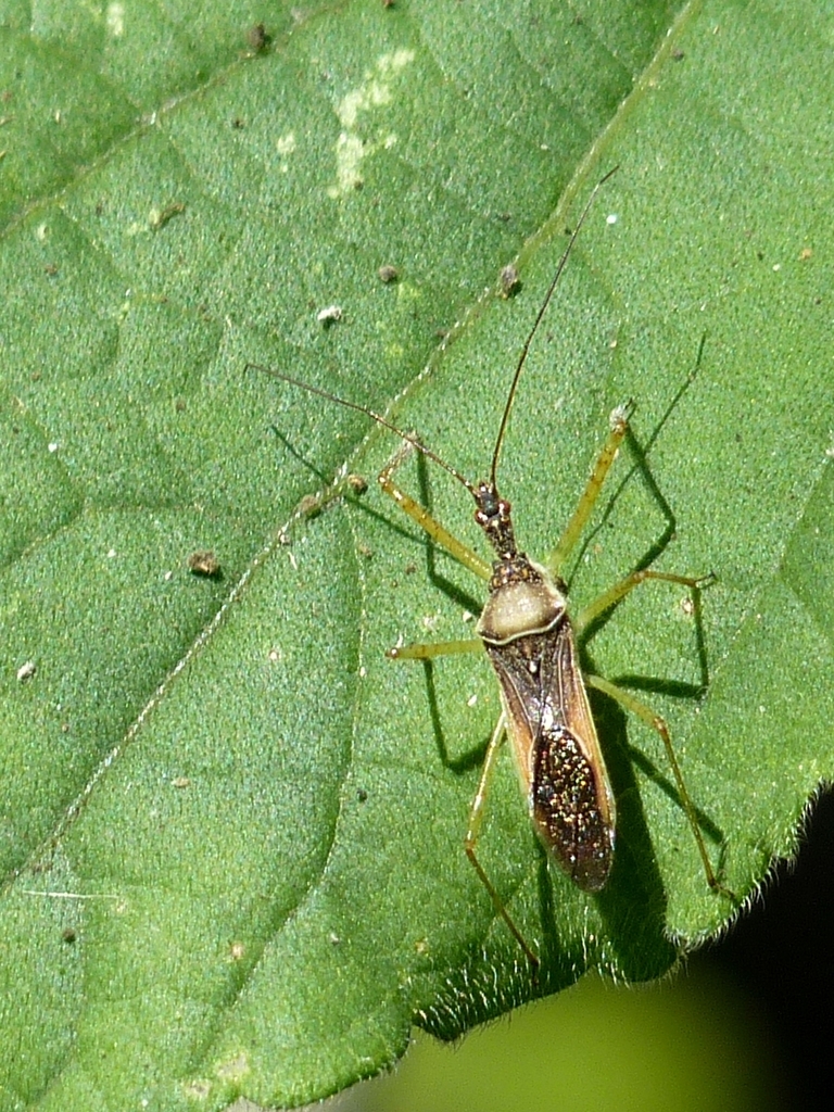 Leafhopper Assassin Bug (Guide to the Seider Springs Insects