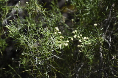 Baccharis texana