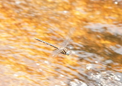 Notoaeschna sagittata