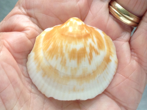 American Bittersweet Clam