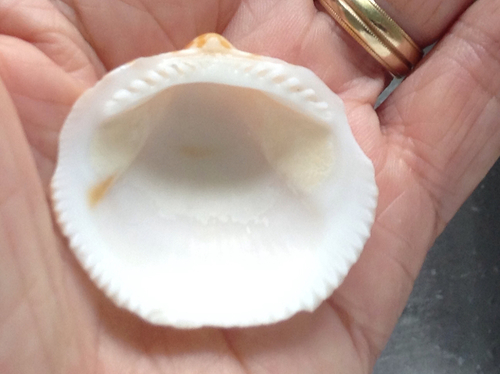 American Bittersweet Clam