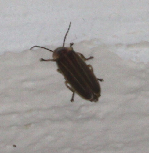 Photinus tenuilineatus