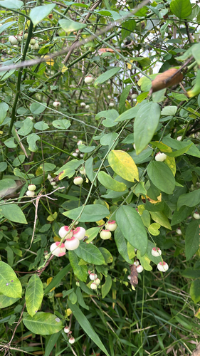 Star gooseberry