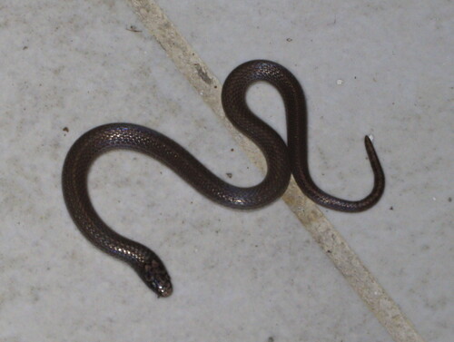 Yucatecan Dwarf Short-tail Snake