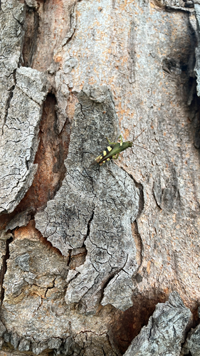 Apalacris varicornis