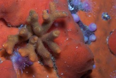 Gigantopora polymorpha