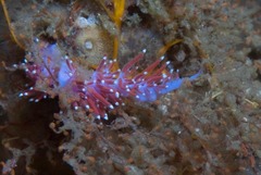 Paraflabellina funeka