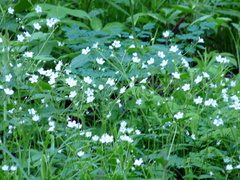 Cerastium pauciflorum