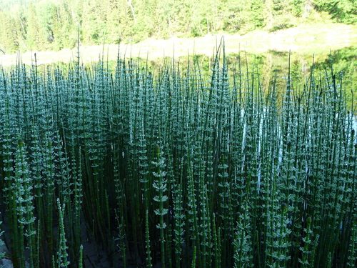 Equisetum fluviatile iNat (1)