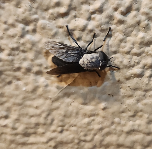Unknown species found near Tucson, AZ 85743, USA