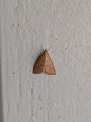 Ecpyrrhorrhoe damastesalis