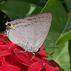 Tajuria cippus maxentius