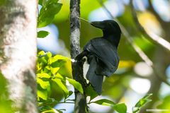 Corvus moneduloides