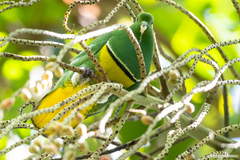 Drepanoptila holosericea