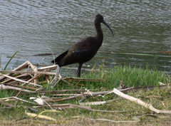 Plegadis chihi