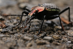Carabus nankotaizanus