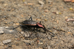 Carabus nankotaizanus