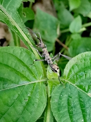 Polyrhachis sexspinosa