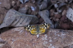 Anthanassa frisia