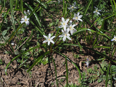 Scilla nana