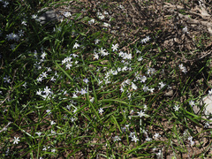 Scilla nana