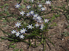 Scilla nana