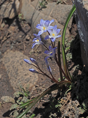 Scilla nana