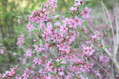 Prunus incana