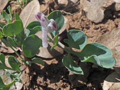 Corydalis uniflora