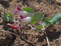 Corydalis uniflora