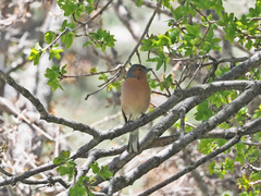 Fringilla coelebs schiebeli