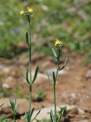 Linaria simplex