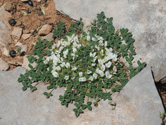 Trifolium uniflorum