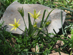 Gagea ramulosa