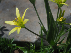 Gagea ramulosa