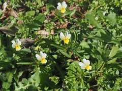 Viola fragrans