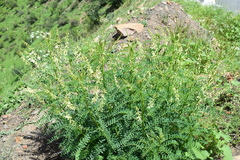Astragalus galegiformis