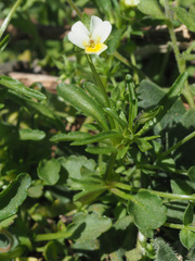 Viola fragrans