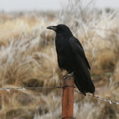Chihuahuan Raven photo 6